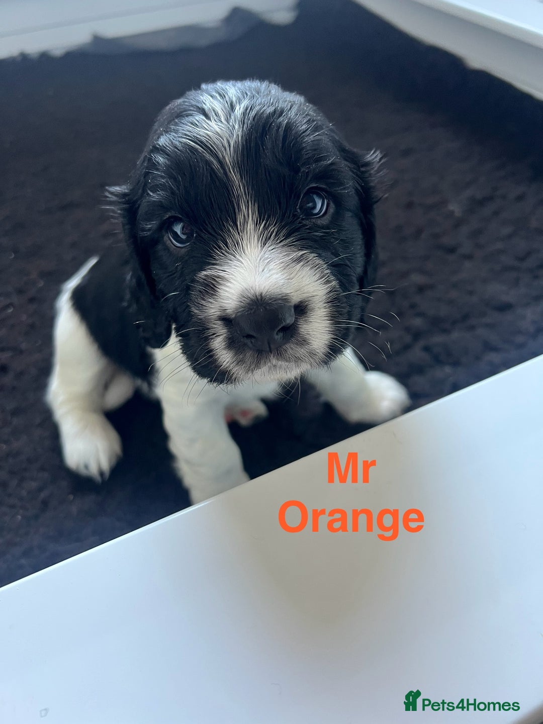 Sprocker dogs for sale: Sprocker Spaniel Puppies - Image 2