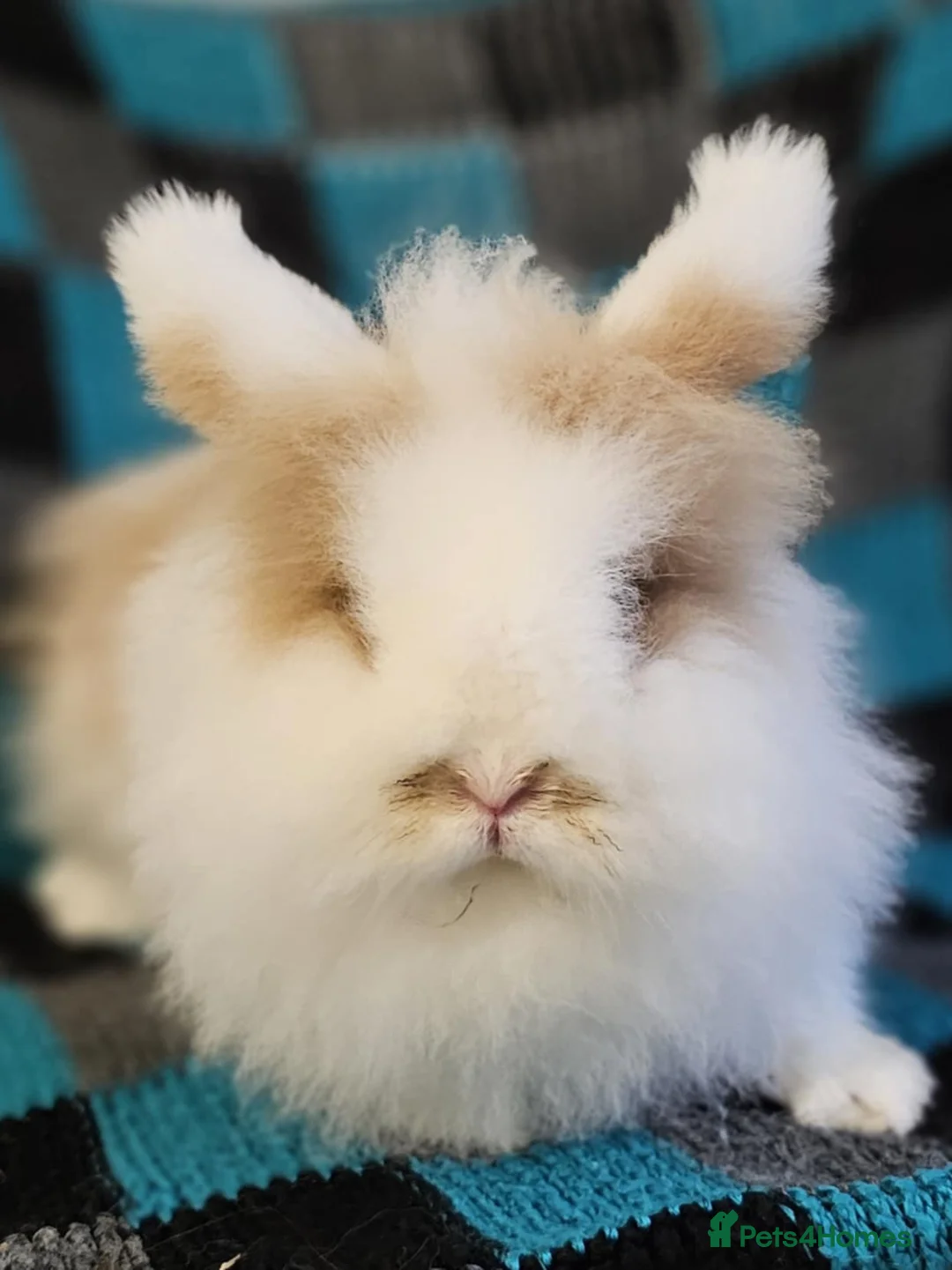 Lionhead rabbits for sale: 2 Lionhead Females  - Advert 2