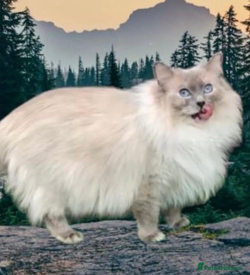 Ragdoll cats GCCF Active Ragdoll Queen - Advert 9