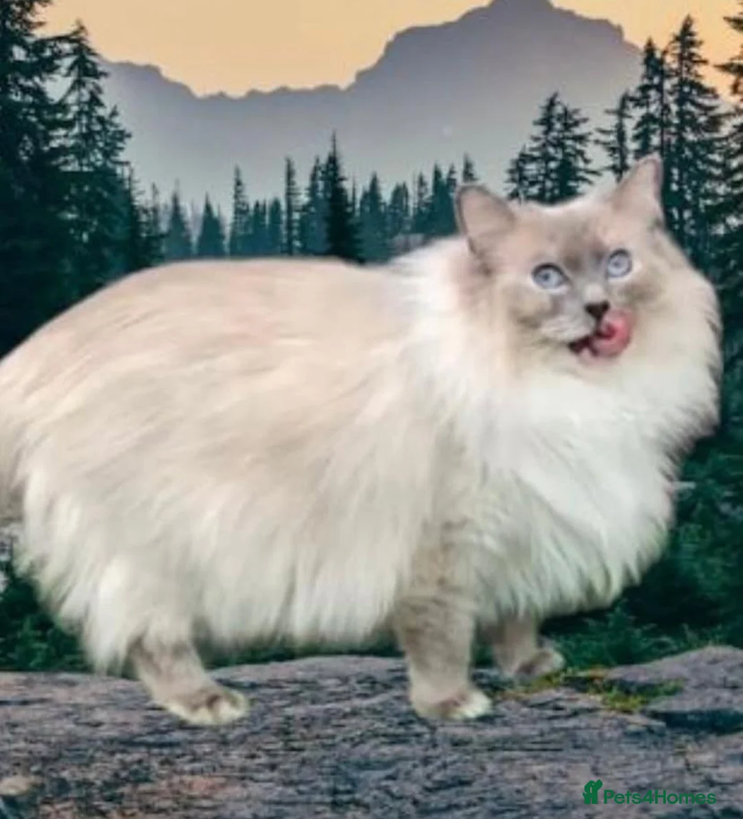 Ragdoll cats for sale: GCCF Active Ragdoll Queen - Advert 1