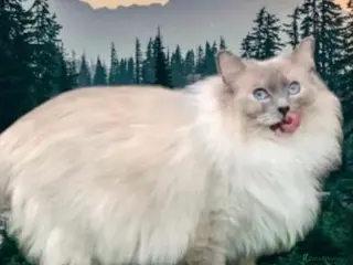 Ragdoll cats GCCF Active Ragdoll Queen - Advert 9