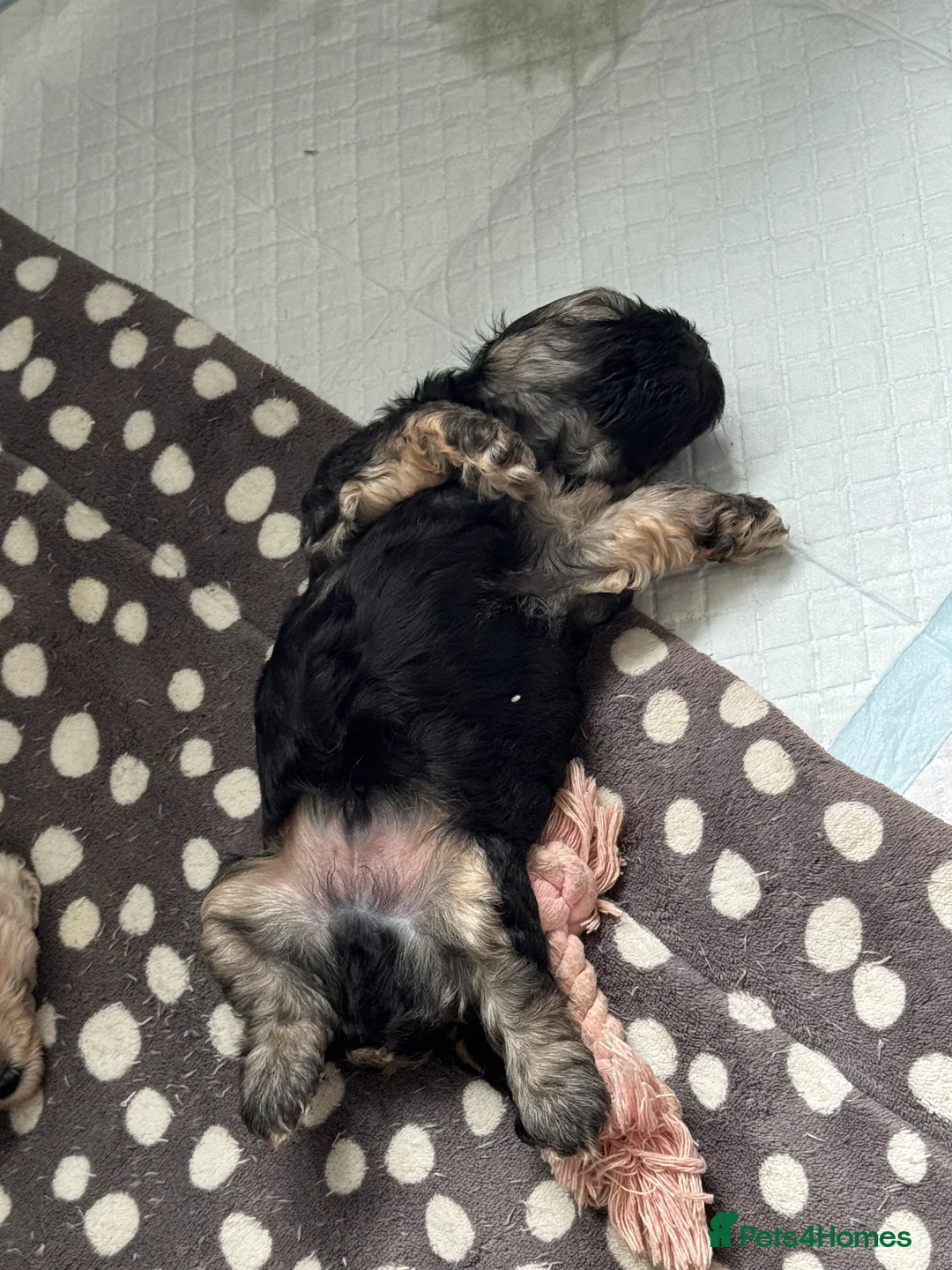 Shihpoo dogs for stud: gorgeous Shihpoo boy for studding  - Advert 10