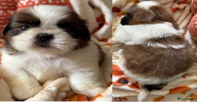 Shih Tzu dogs - Advert 3
