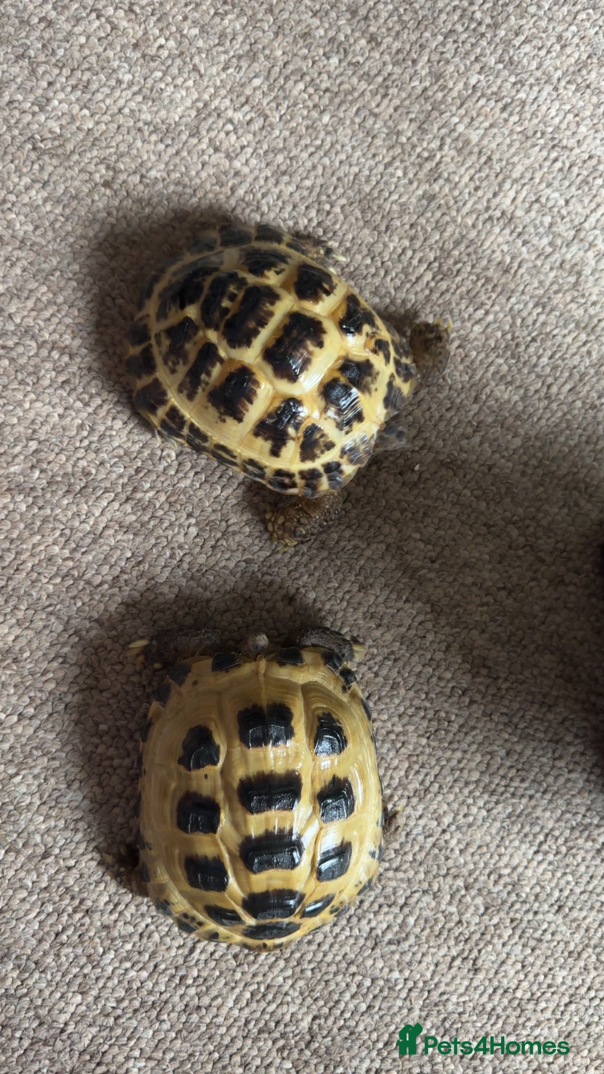 Tortoise reptiles 3 year old horsfield tortoise brothers for sale  - Advert 2