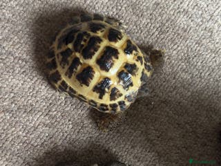 Tortoise reptiles 3 year old horsfield tortoise brothers for sale - Advert 2
