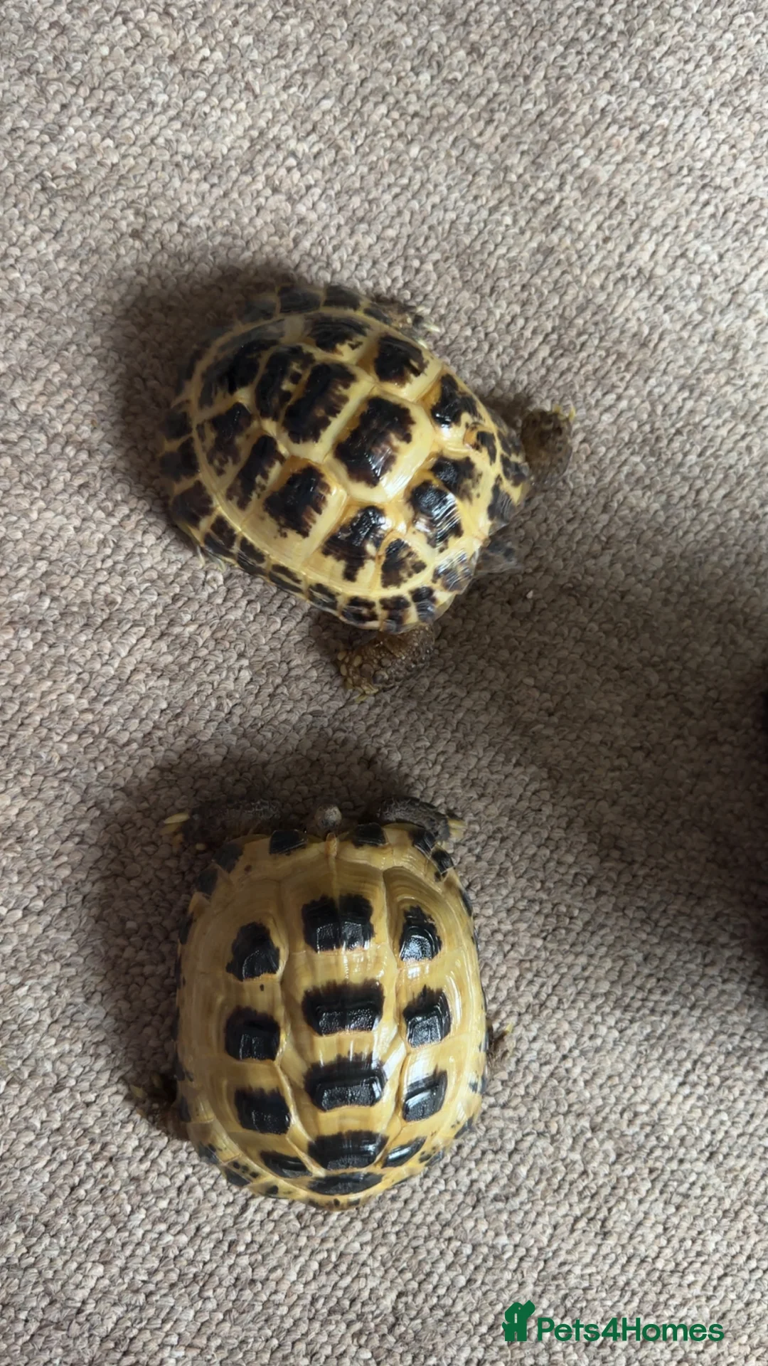 Tortoise reptiles for sale: 3 year old horsfield tortoise brothers for sale  - Advert 1