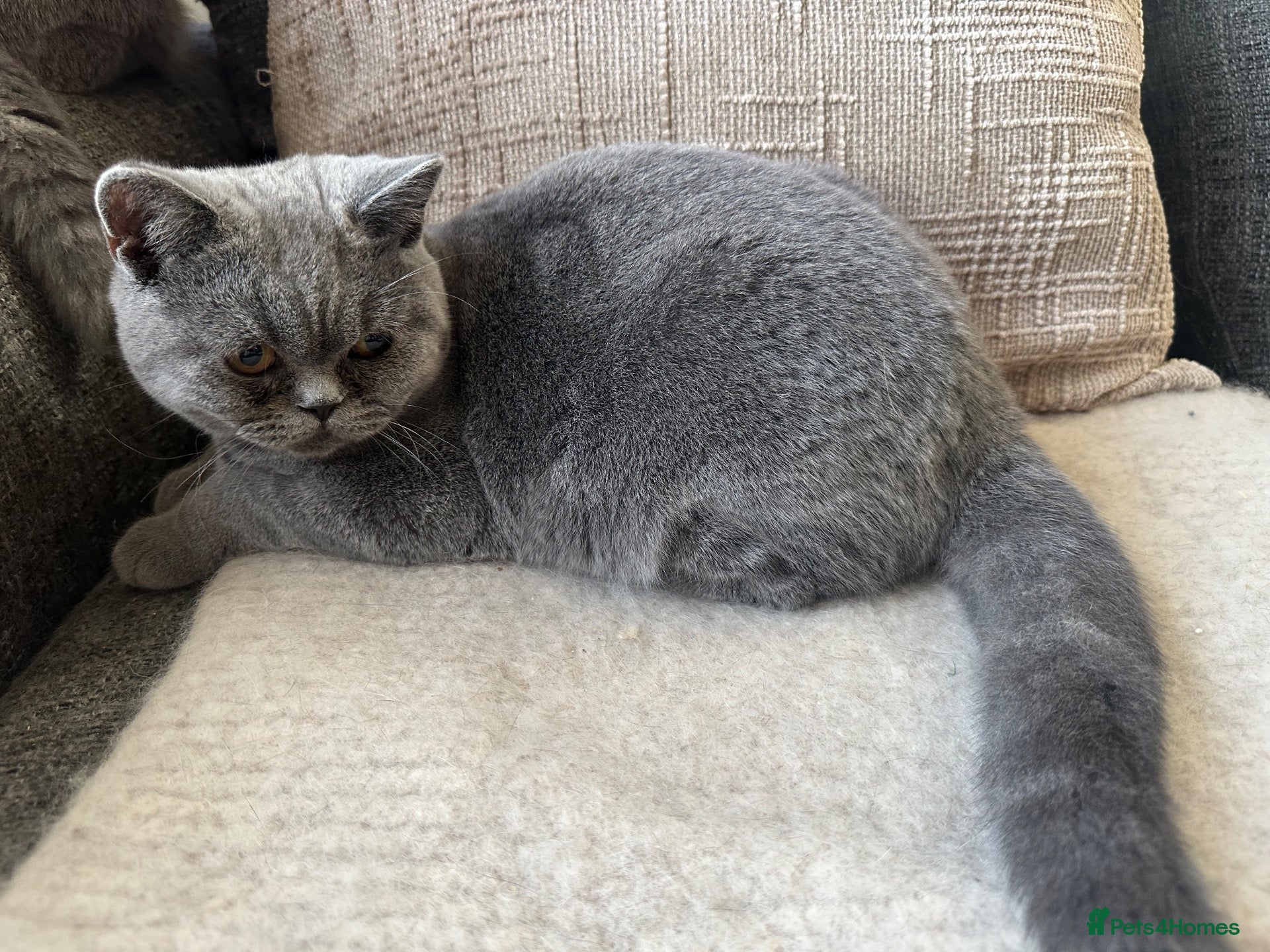 British Shorthair cats British shorthair GCCF registered MALE  - Advert 3