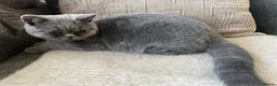 British Shorthair cats for sale: British shorthair GCCF registered MALE  - Advert 1