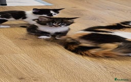 Mixed Breed cats for sale: 2 fluffy girls - Image 5
