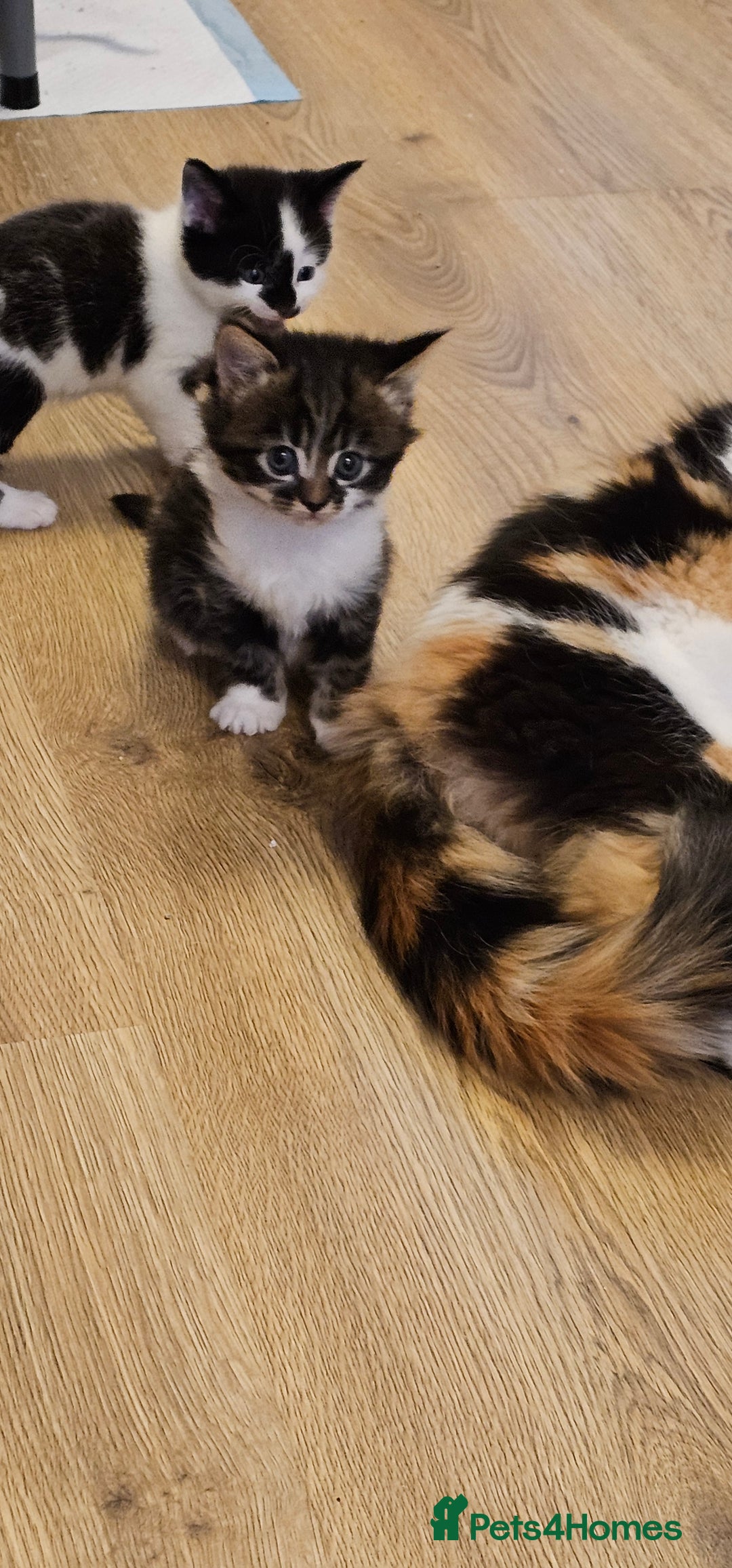 Mixed Breed cats for sale: 2 fluffy girls - Image 5