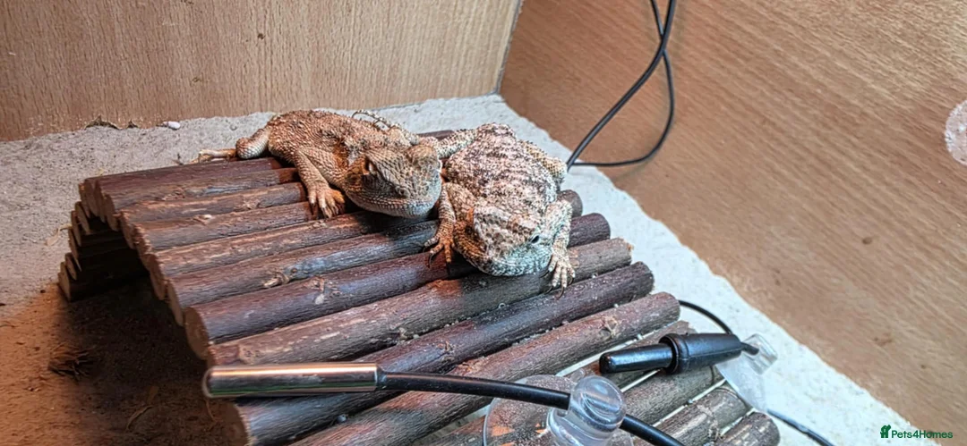 Lizard reptiles for sale: pair of desert agamas - Advert 1