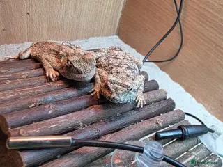 Lizard reptiles pair of desert agamas - Advert 1