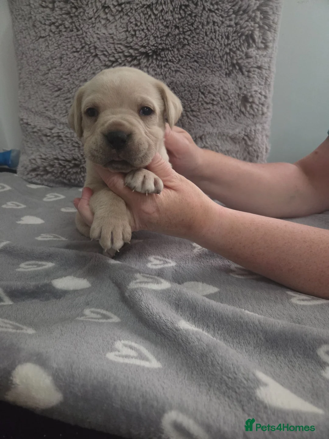 Cane Corso dogs for sale: Straw Cane Corso Pups - Advert 2