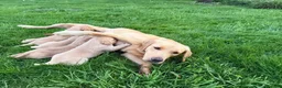 Labrador Retriever dogs for sale: Fox Red Labrador  - Advert 3