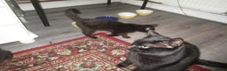 British Shorthair cats for sale: 🐾 Adorable, Playful Bonded Black Kittens🐾 - Advert 9