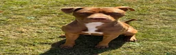 Mixed Breed dogs for sale: 11 Month Old Staffy Milo - Advert 12