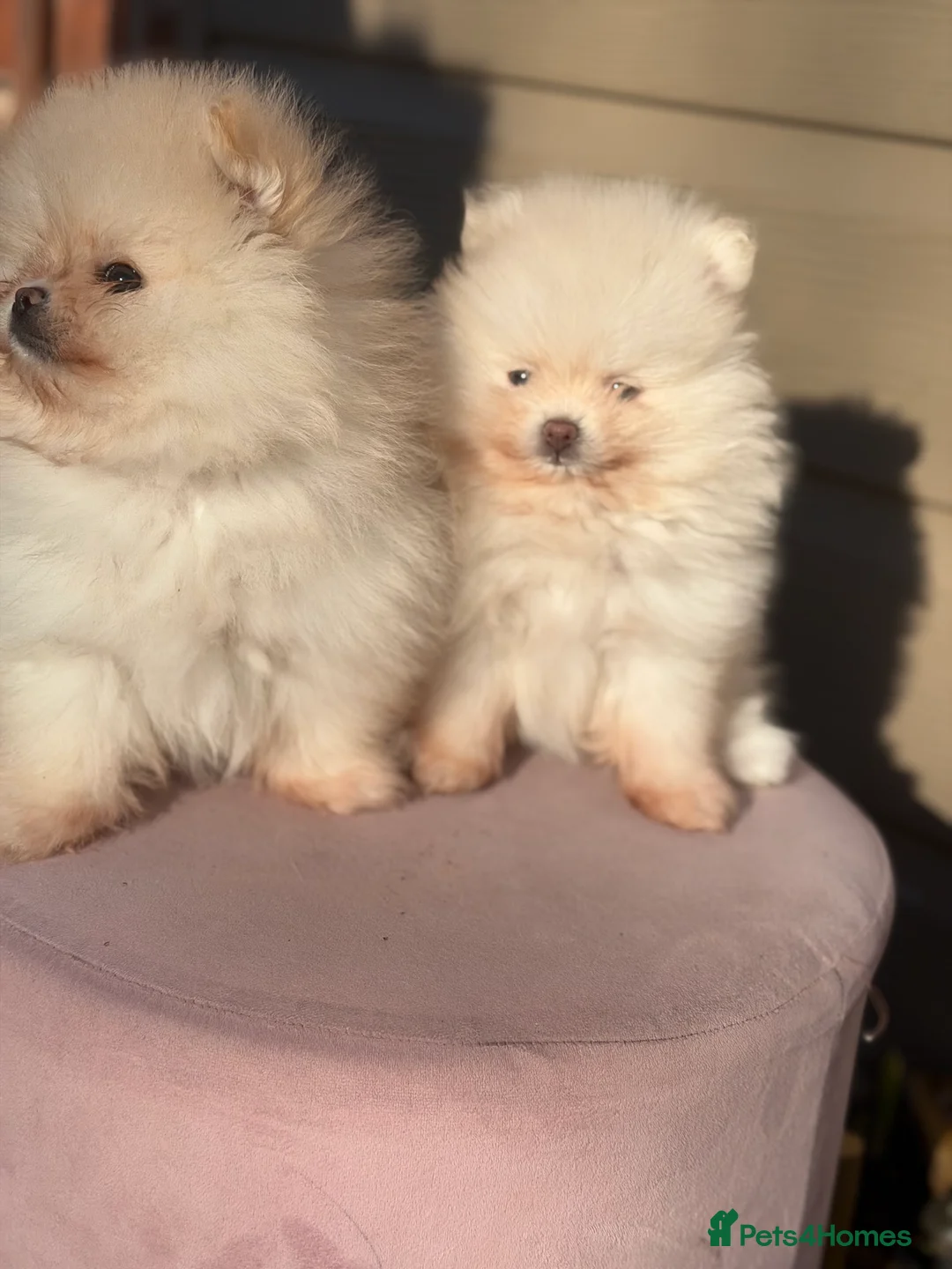 Pomeranian dogs for sale: Beautiful Purebred Pomeranian Puppies - Advert 37