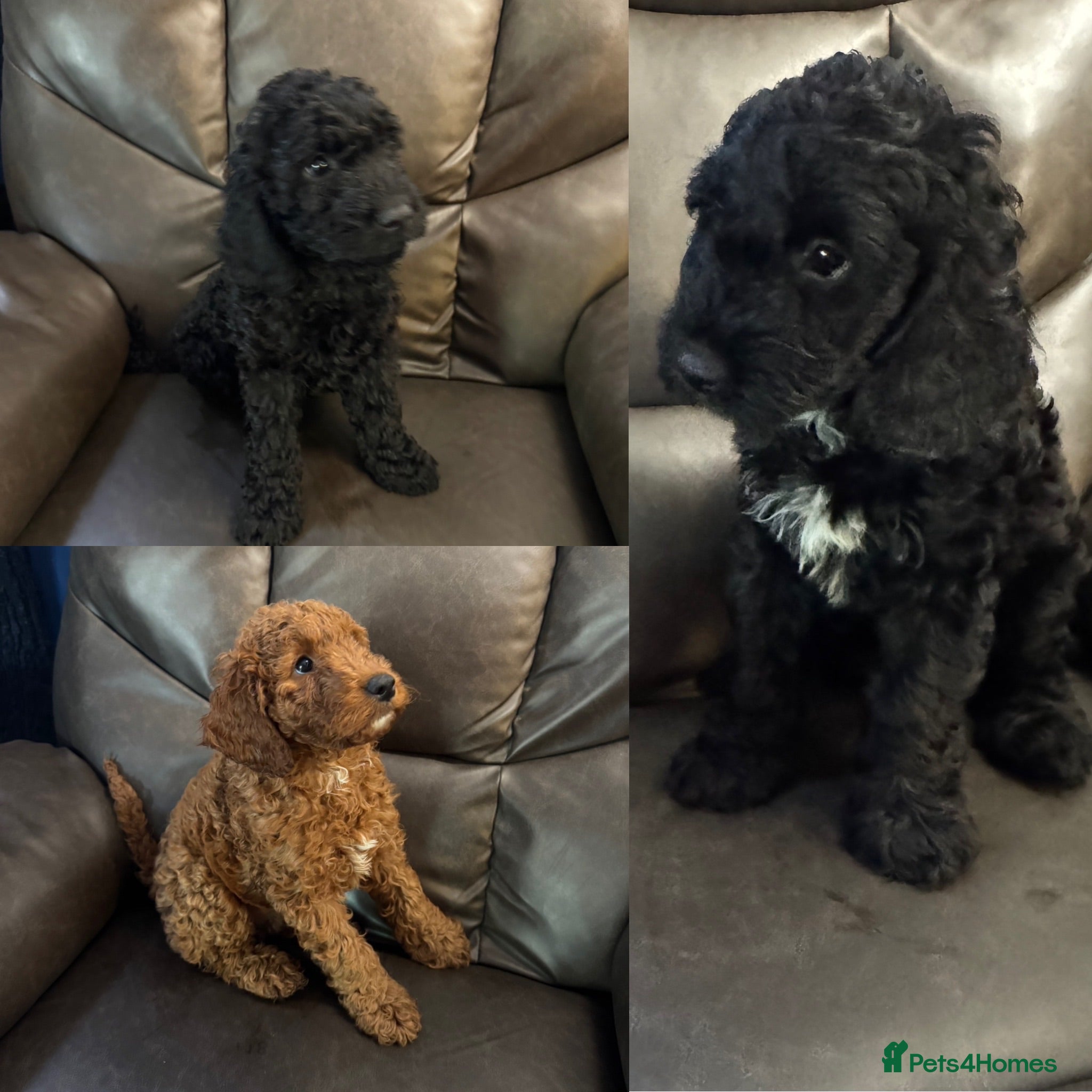 Cockapoo dogs 3 beautiful cockapoo puppies. Vaccinated & chipped - Advert 7