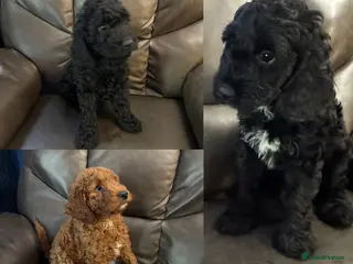 Cockapoo dogs 3 beautiful cockapoo puppies. Vaccinated & chipped - Advert 7