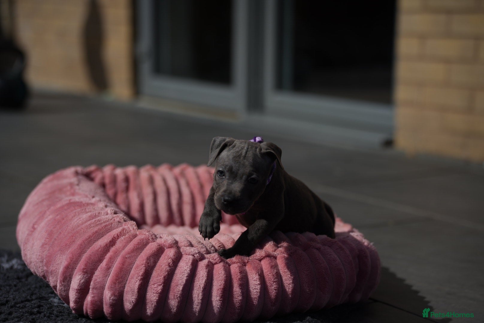 Staffordshire Bull Terrier dogs 🐾 Quality KC Puppies – Champion Bloodlines - Advert 2