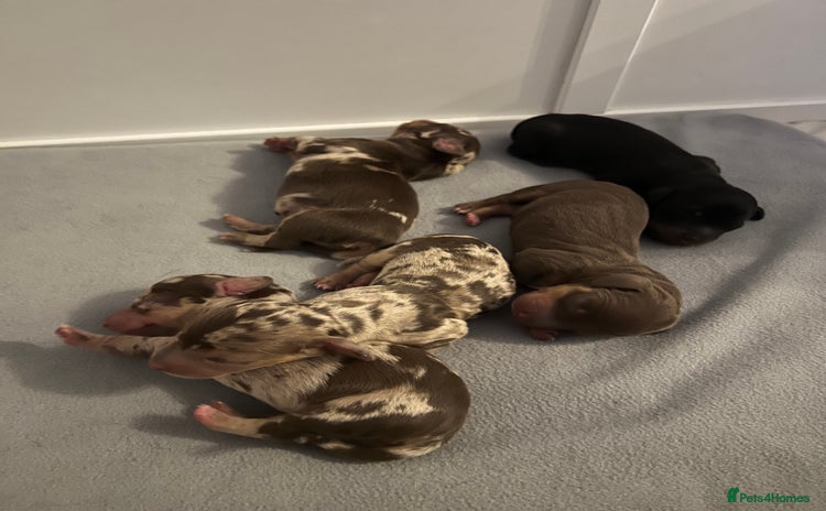 Dachshund dogs - Advert 5
