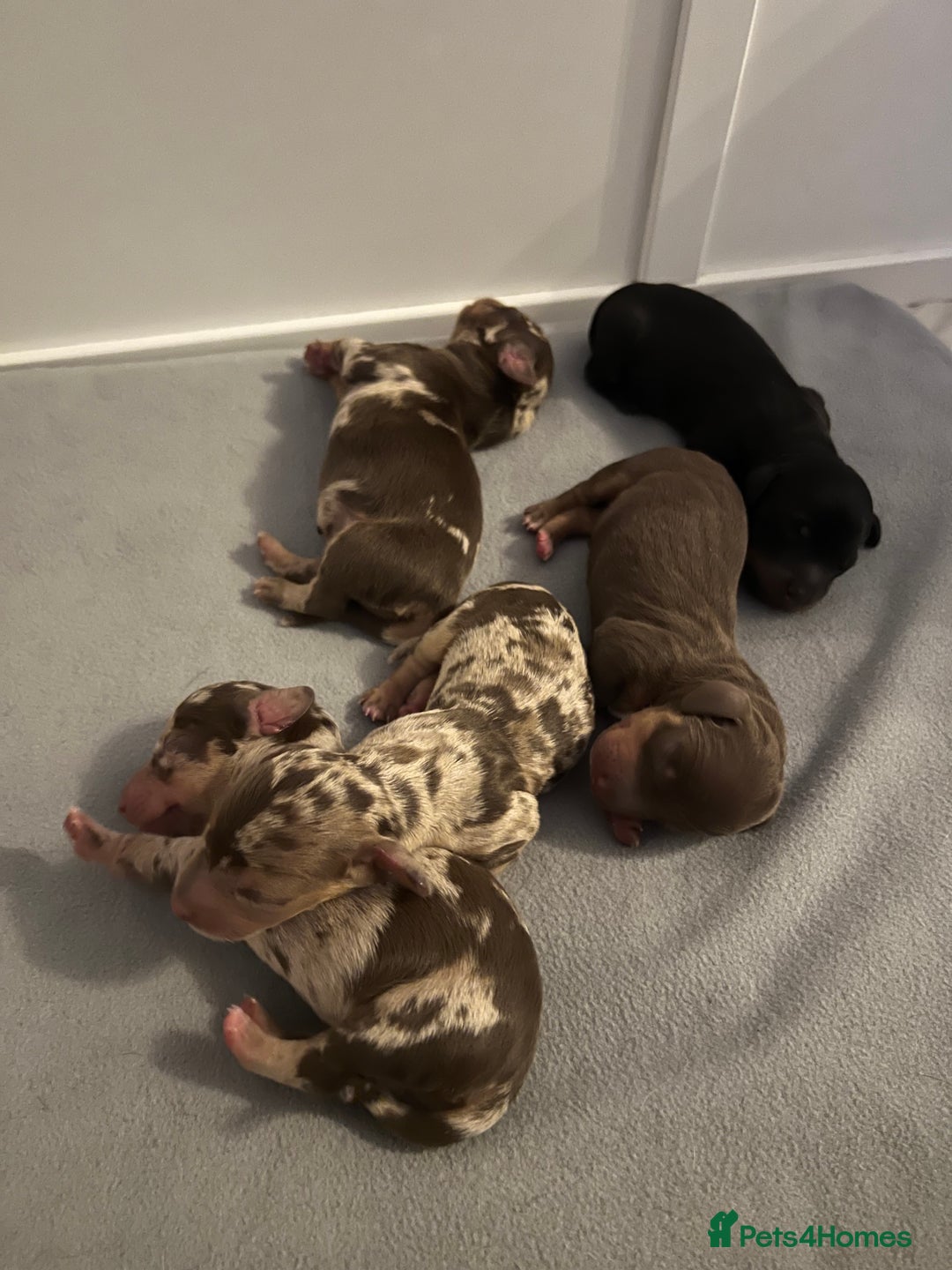Dachshund dogs for sale: 5 beautiful daschund’s for sale  - Image 1