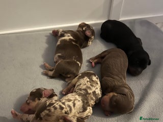 Dachshund dogs - Advert 13