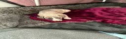 Whippet dogs for sale: NEW KIDS ON THE BLOCK /STUNNING  RKC LITTER  - Advert 4