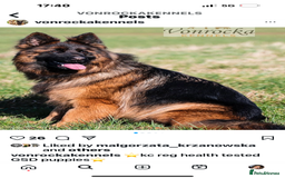 German Shepherd dogs for sale: ⭐️ big bone GSD puppies⭐️ - Image 6
