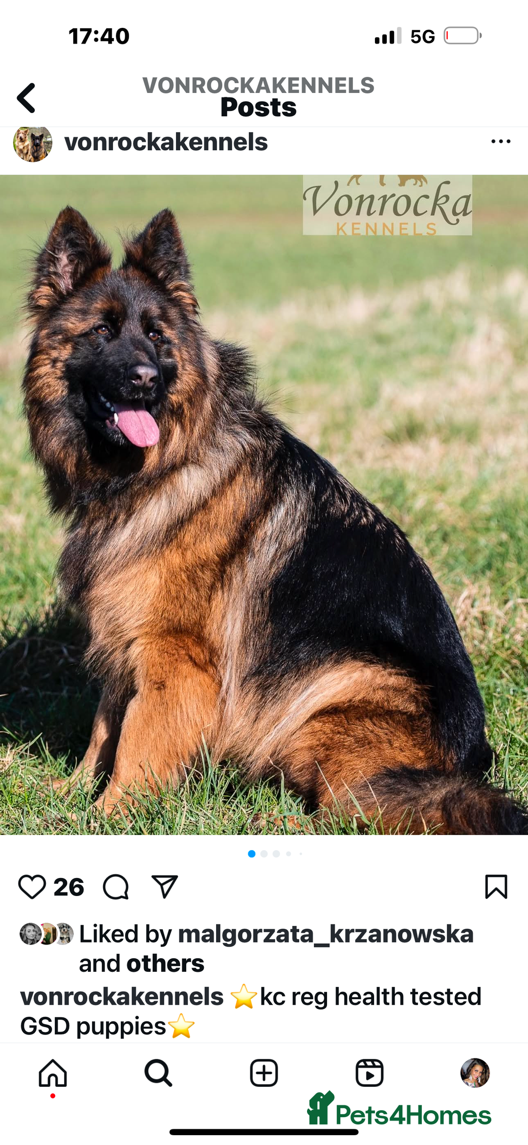 German Shepherd dogs for sale: ⭐️ big bone GSD puppies⭐️ - Image 6