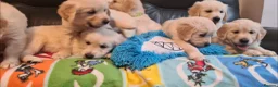 Golden Retriever dogs for sale: Beautiful Golden Retriever Puppies - Advert 6