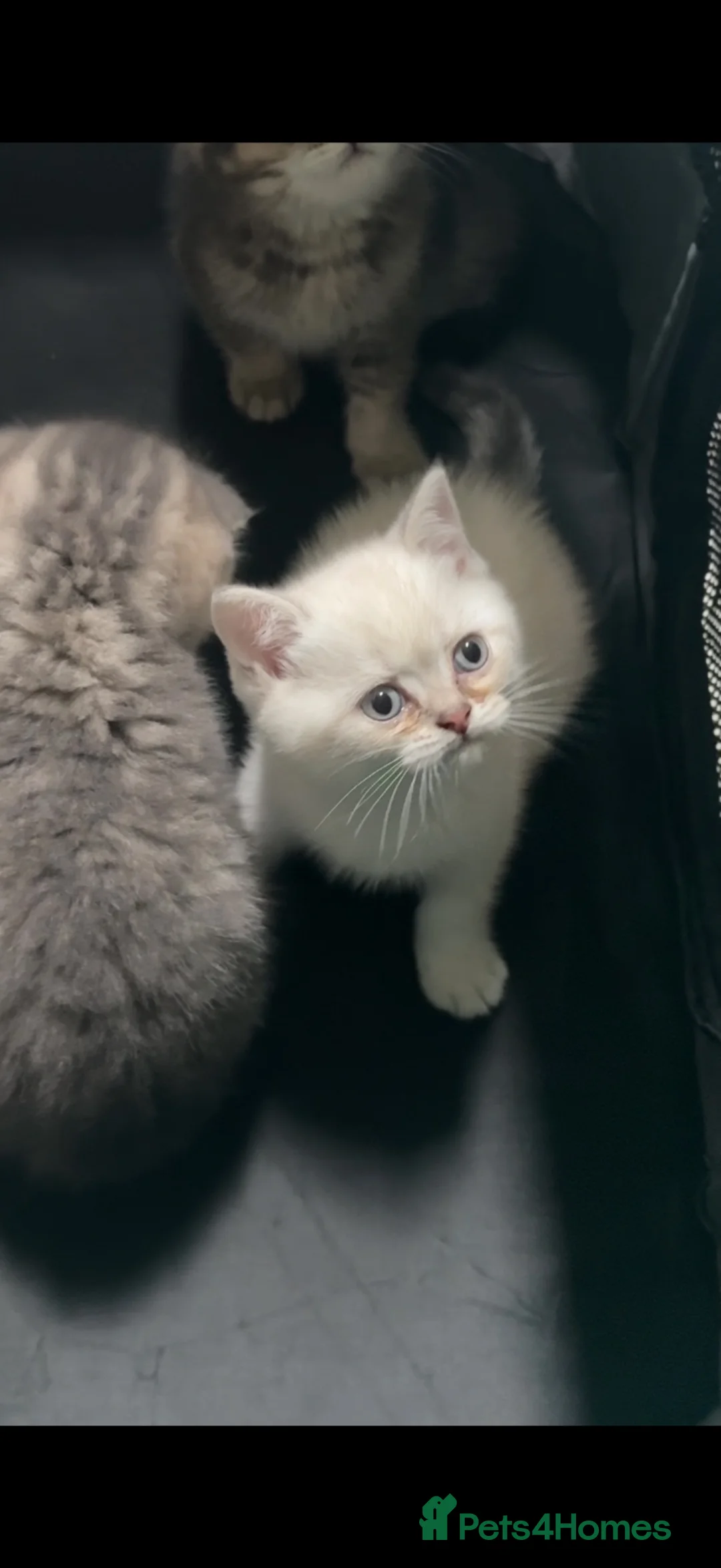 British Shorthair cats for sale: Two golden brown boys & 1 white girl available  - Advert 10
