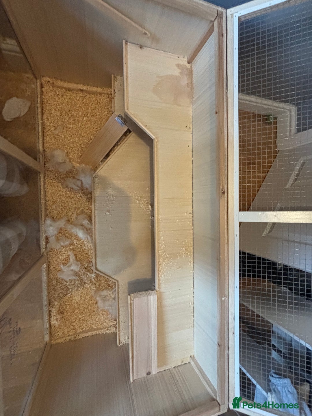 Hamster rodents for sale: Robo Hamster For Sale With Cage - Advert 2