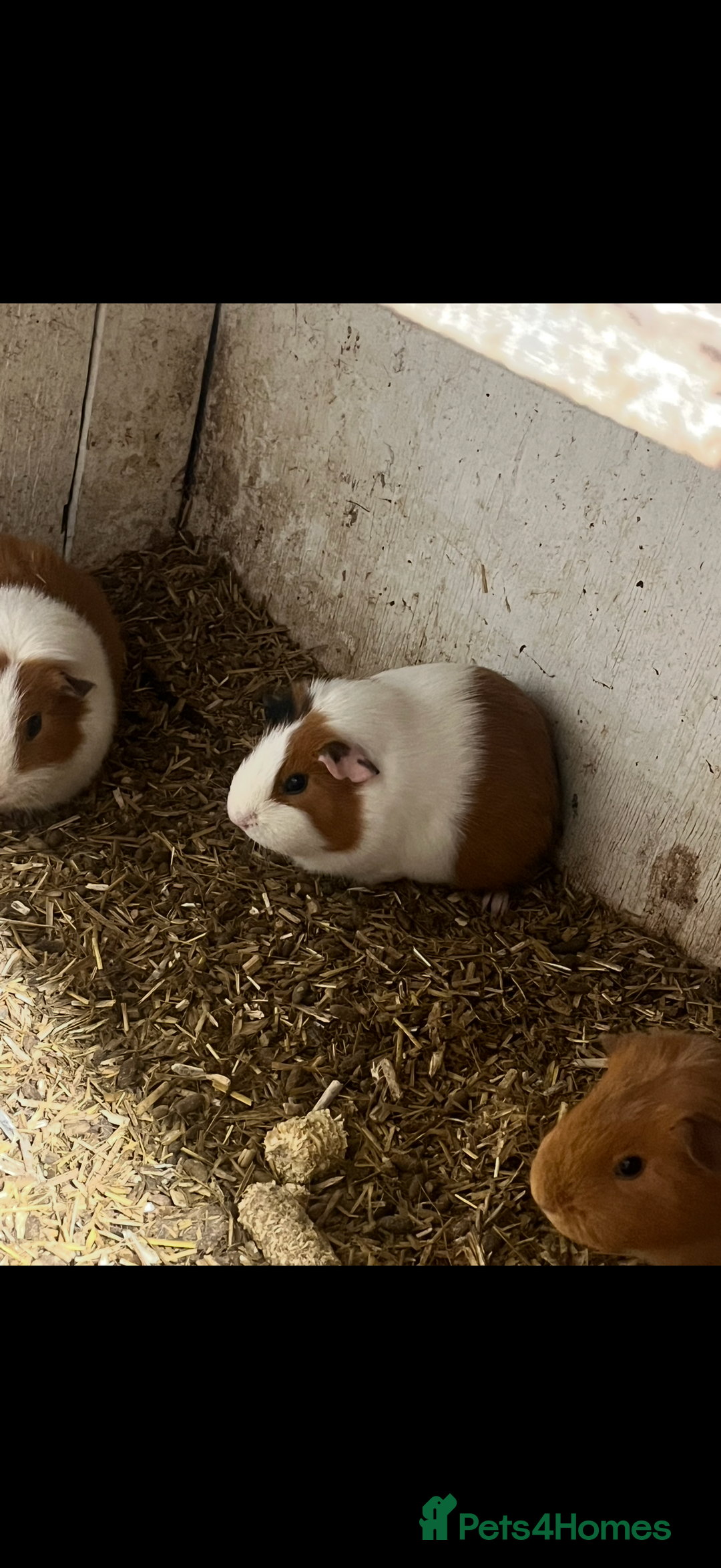 Guinea Pig rodents for sale: Guinea pigs 🐹 - Advert 10