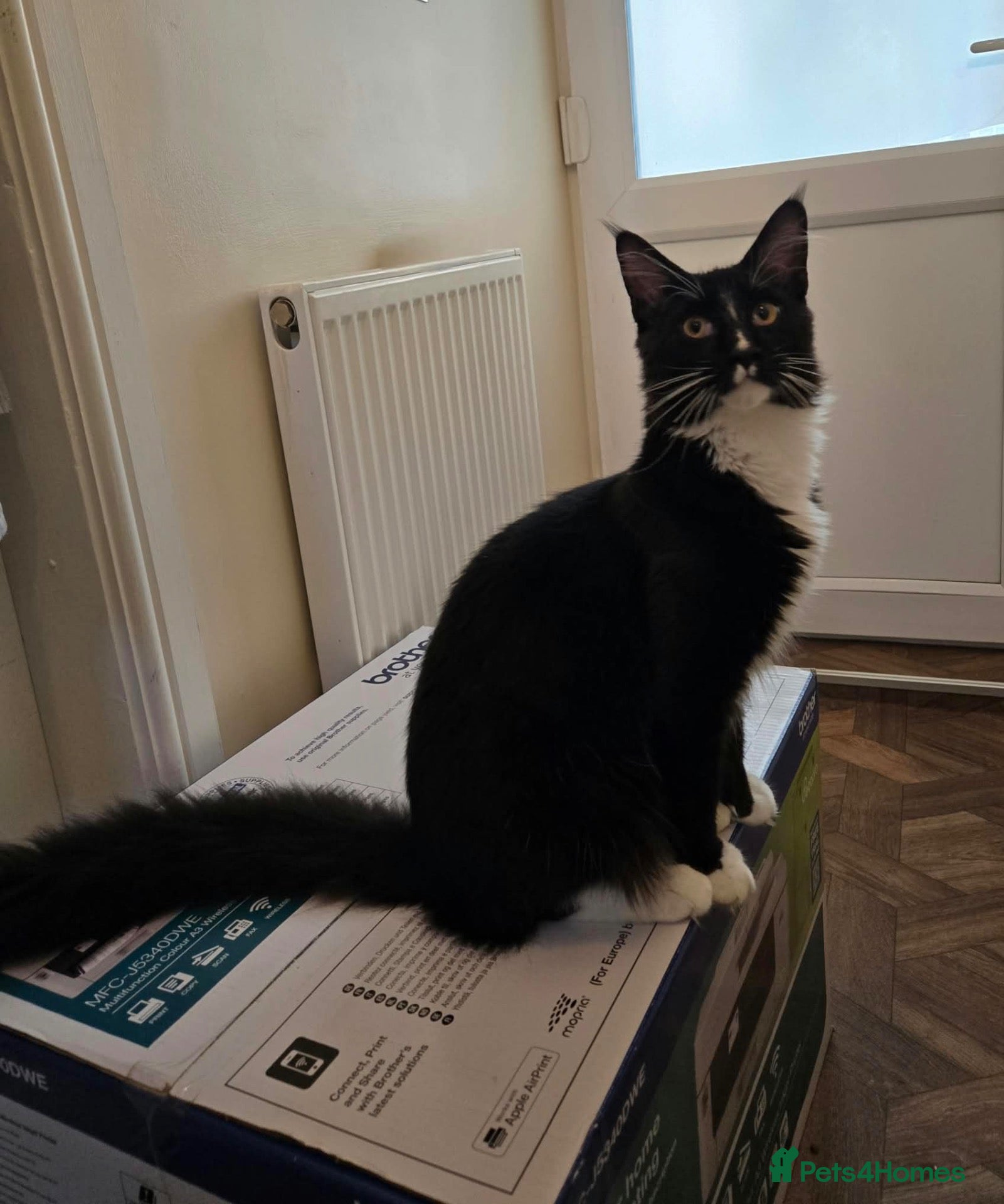 Maine Coon cats Fantastic TICA registered Maine Coon boy. - Advert 2