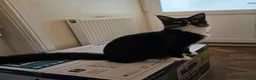 Maine Coon cats for sale: Fantastic TICA registered Maine Coon boy. - Advert 1