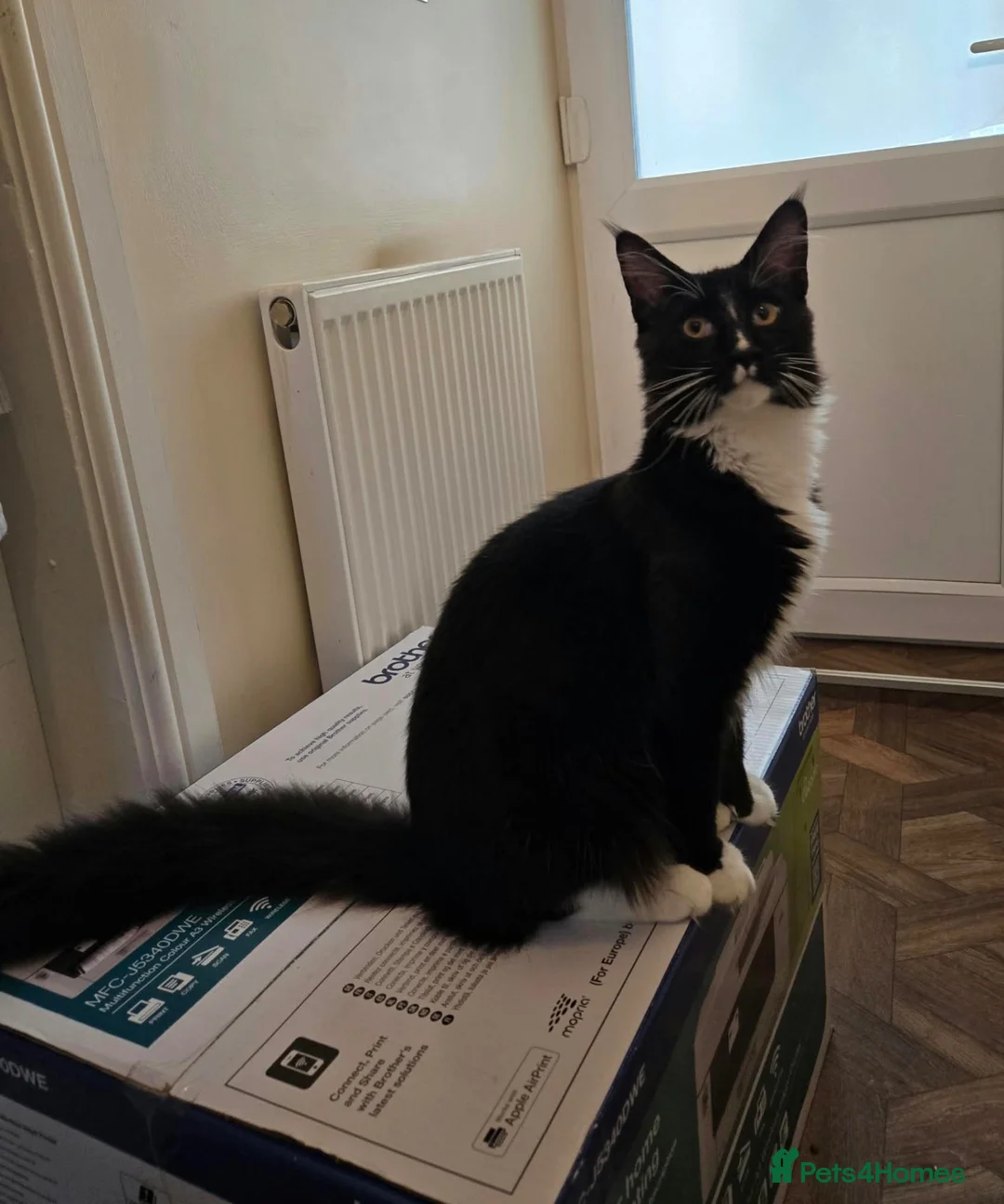 Maine Coon cats for sale: Fantastic TICA registered Maine Coon boy. - Advert 1