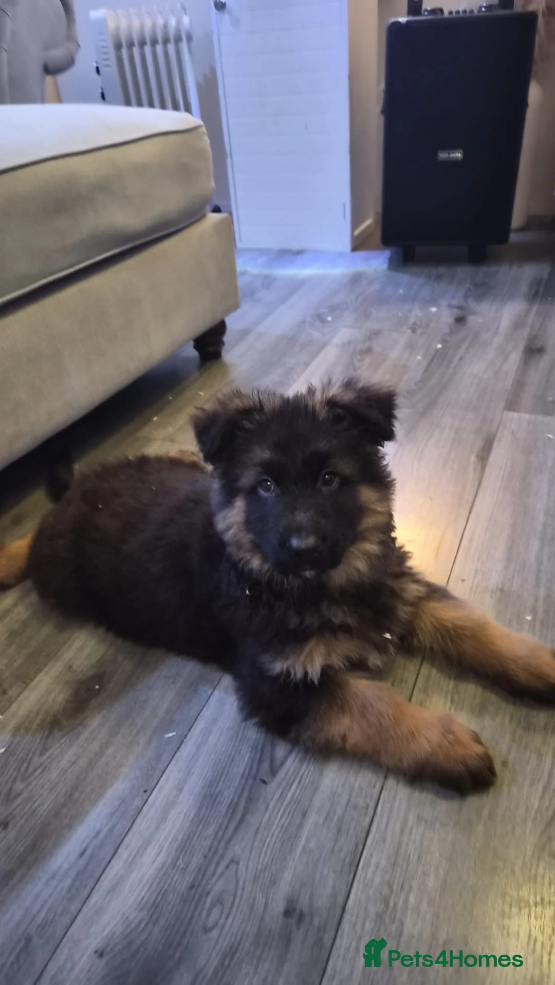 German Shepherd dogs for sale: Kc Registered Long Haired German Shepherd Puppies - Advert 39