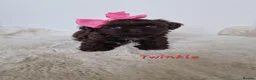 Shih Tzu dogs for sale: Chocolate Imperial Shih Tzu Grils  - Advert 10