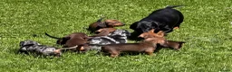Miniature Dachshund dogs for sale: Stunning litter of Miniature Dachshunds  - Advert 2