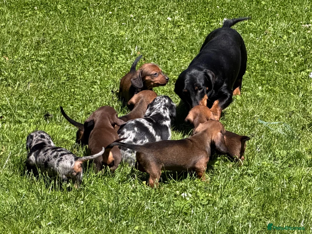 Miniature Dachshund dogs for sale: Stunning litter of Miniature Dachshunds  - Advert 2