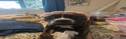Mixed Breed dogs for sale: Beautiful boy will be your best friend  - Advert 4