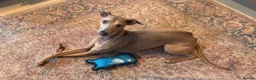Italian Greyhound dogs for sale: Ted - Italian greyhound in Sittingbourne - Advert 2