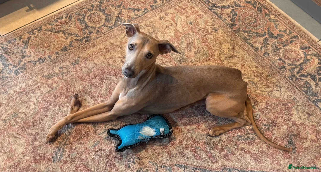 Italian Greyhound dogs for sale: Ted - Italian greyhound in Sittingbourne - Advert 2