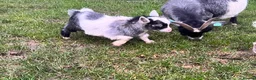 Goats livestock for sale: Beautiful Baby Pigmy Goats - Advert 5