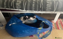 Mixed Breed cats for sale: Bellini & Martini - Image 3