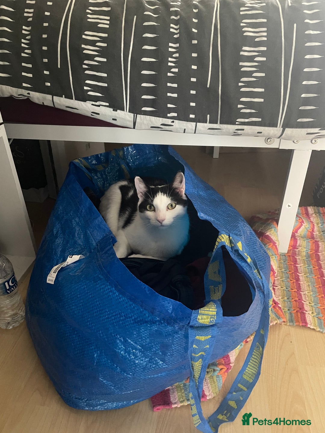 Mixed Breed cats for sale: Bellini & Martini - Image 3