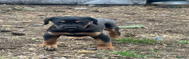 Mixed Breed 6