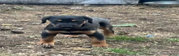 Mixed Breed dogs for sale: Doberman x lurcher puppies - Advert 29