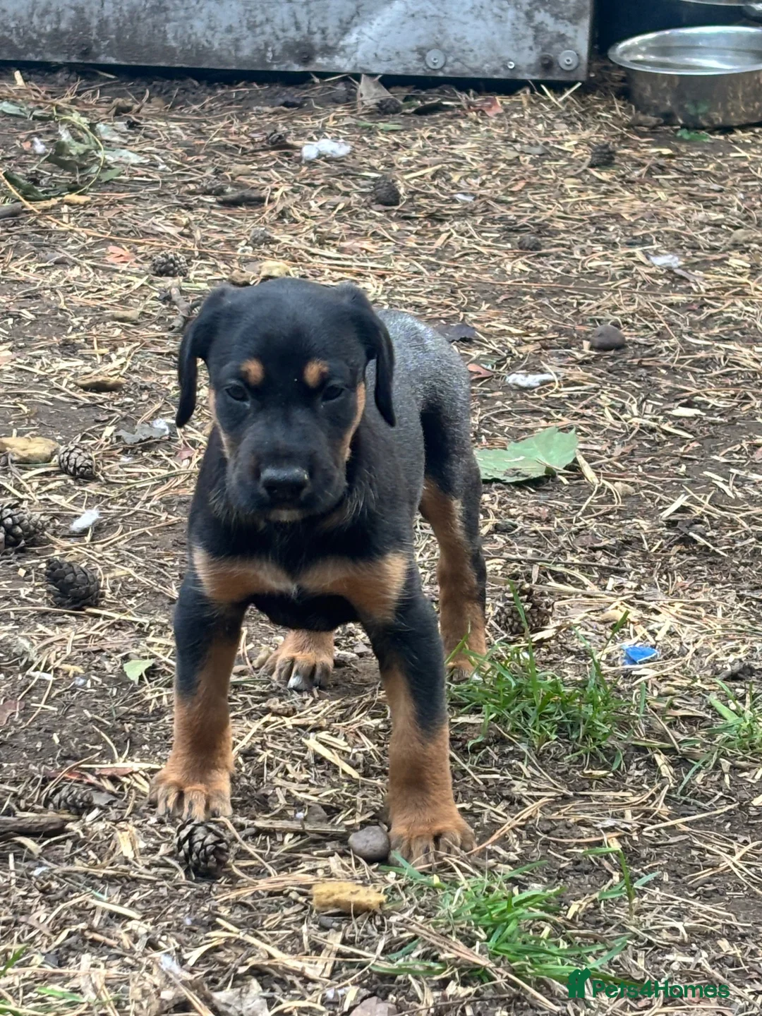 Mixed Breed dogs for sale: Doberman x lurcher puppies - Advert 29